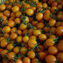 8圣女果，玲珑小番茄 圣女果基地