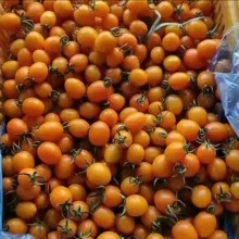 黄圣女果 市场货电商货对接，亮度好，口感8度