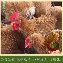 麒麟鸡苗-翻毛鸡苗-卷毛鸡苗-肉质好，成活率更高