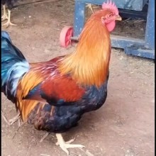 散养土鸡，肉质紧实，肉香汁甜，回味无穷