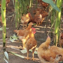 土鸡 散养仔公鸡