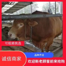 西门塔尔 肉牛犊