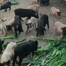 藏香猪育肥猪，瘦肉型